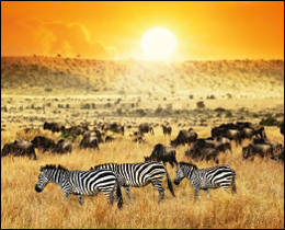 You'll think you are in the African plains with these zebra and wilderbeast filled printed glass kitchen splashback. These printed glass kitchen splashbacks will suit any kitchen colour scheme or design as long as you love animals.