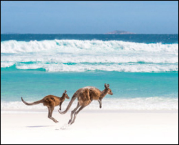 What would lift your day more than kangaroos skipping along a sun drenched beach? A wonderful printed glass kitchen splashback. These printed glass kitchen splashbacks will suit any kitchen colour scheme or design as long as you love animals.