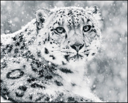 This beautiful snow leopard will watch from the printed glass kitchen splashback as you prepare the meal. These printed glass kitchen splashbacks will suit any kitchen colour scheme or design as long as you love animals.