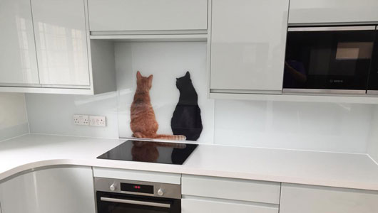 Kitchen splashback cats print